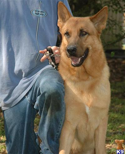 Dogs for Adoption